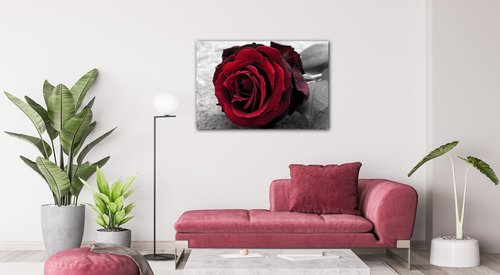 Bild Red rose black and white background - 60 x 40 cm