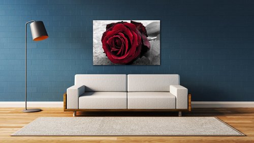 Bild Red rose black and white background - 60 x 40 cm