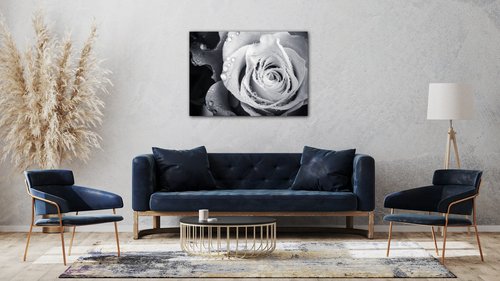 Bild Black and white rose with drops of water - 70 x 50 cm