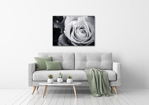 Bild Black and white rose with drops of water - 70 x 50 cm