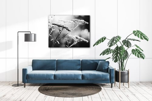 Bild Black and white meadow flower - 90 x 70 cm
