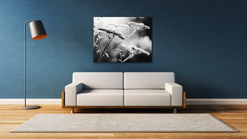 Bild Black and white meadow flower - 90 x 70 cm