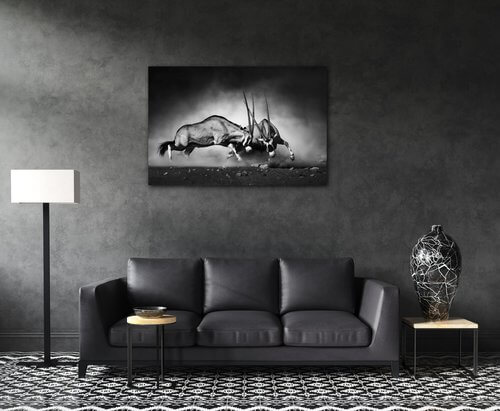 Bild Antilopes black and white - 90 x 60 cm