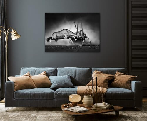 Bild Antilopes black and white - 70 x 50 cm