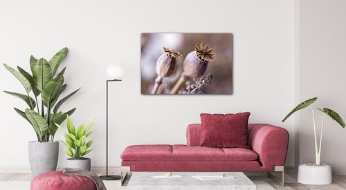 Bild Dry Poppy flower - 60 x 40 cm