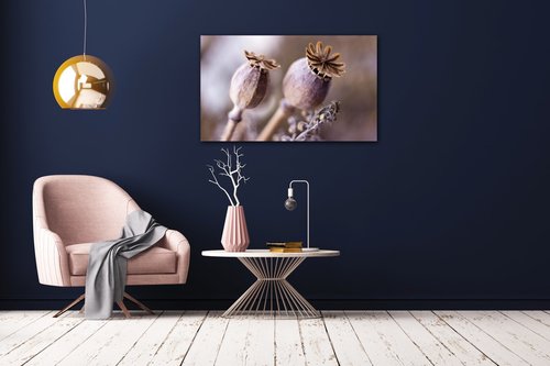 Bild Dry Poppy flower - 50 x 30 cm