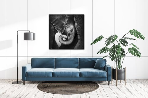 Bild Elephant black and white - 90 x 90 cm