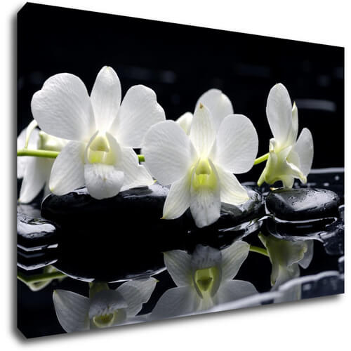 Bild White orchids black background