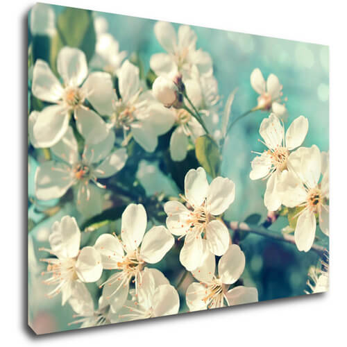 Bild Blue background cherry blossom