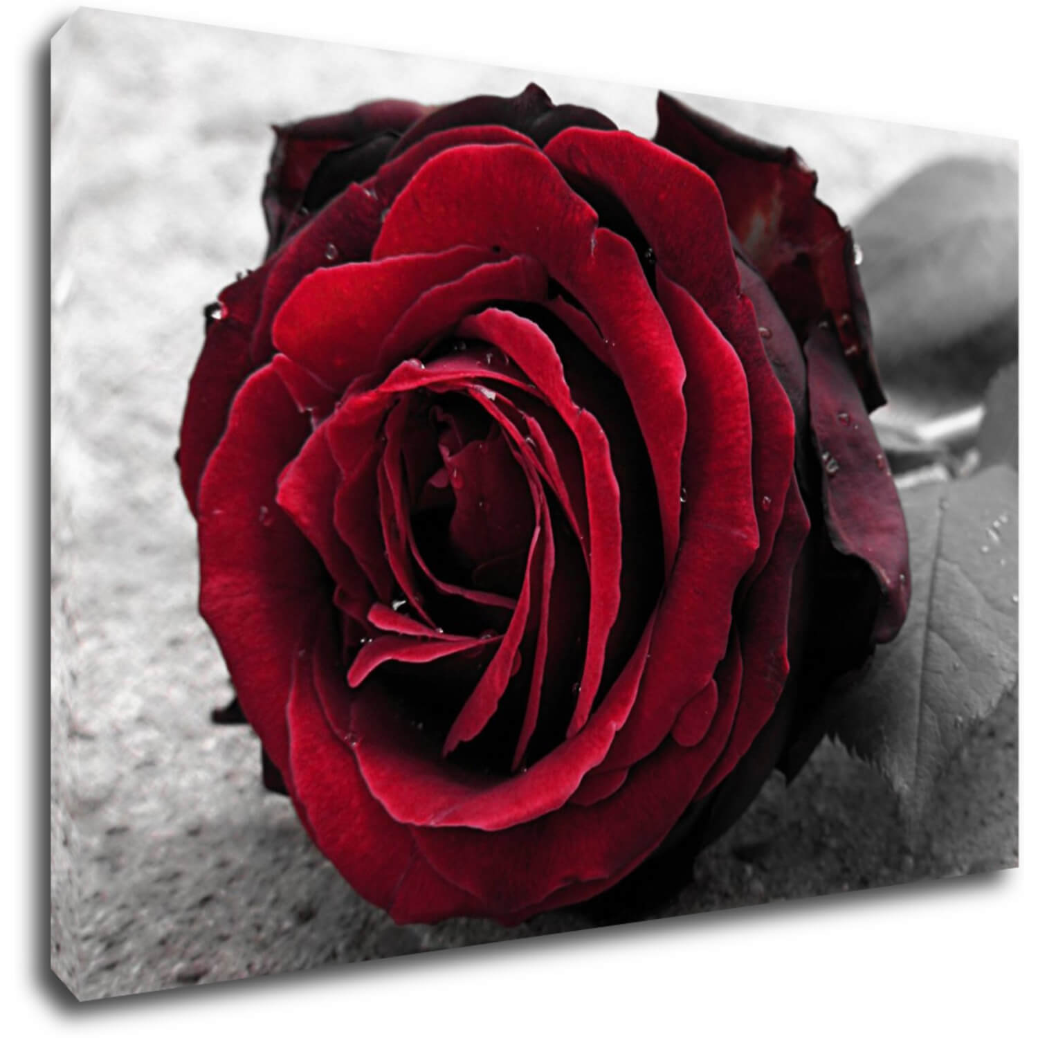 Bild Red rose black and white background - 60 x 40 cm