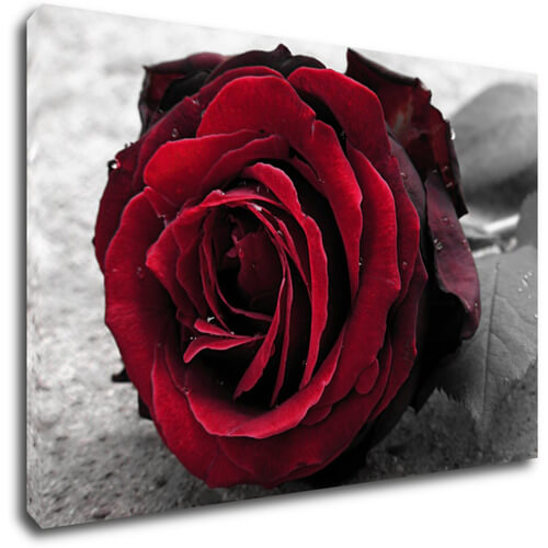 Bild Red rose black and white background
