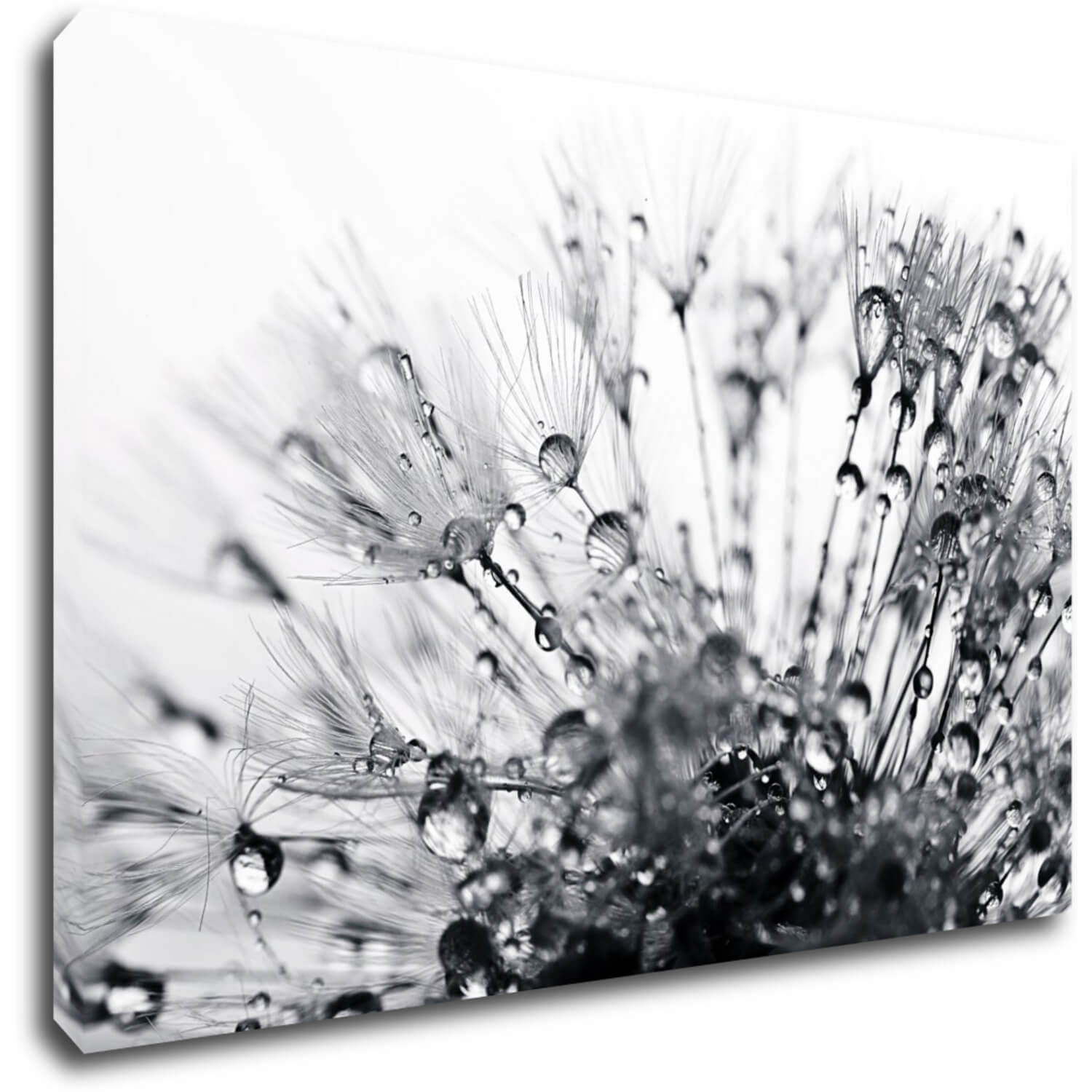 Bild Flower with little drops of water - 60 x 40 cm