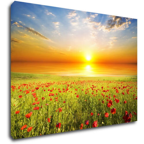 Bild Poppies field - 70 x 50 cm