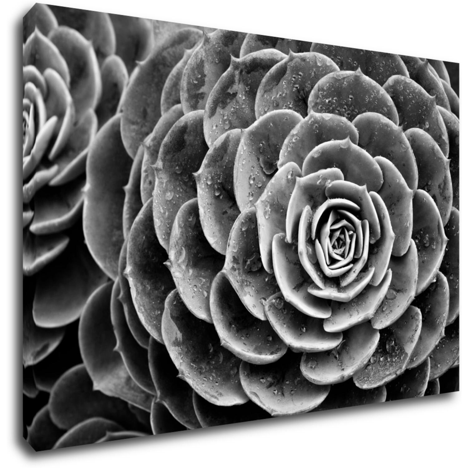 Bild Black and white blossom - 90 x 60 cm
