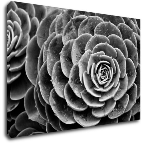 Bild Black and white blossom