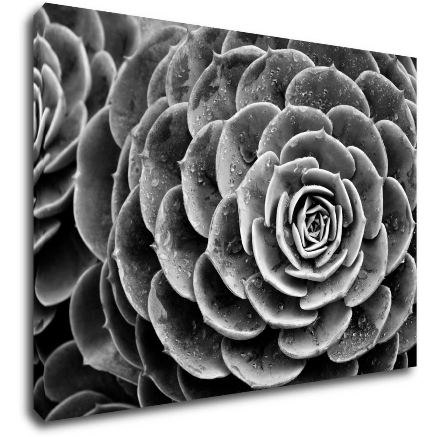 Bild Black and white blossom - 70 x 50 cm