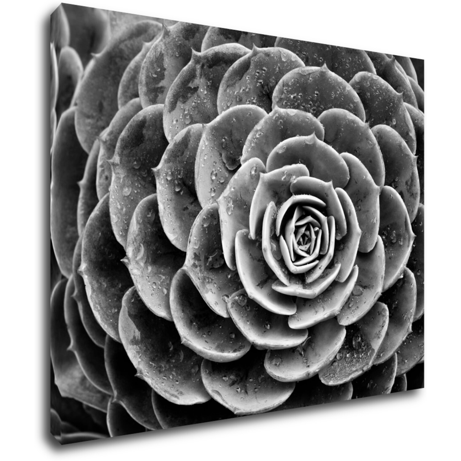 Bild Black and white blossom - 90 x 70 cm