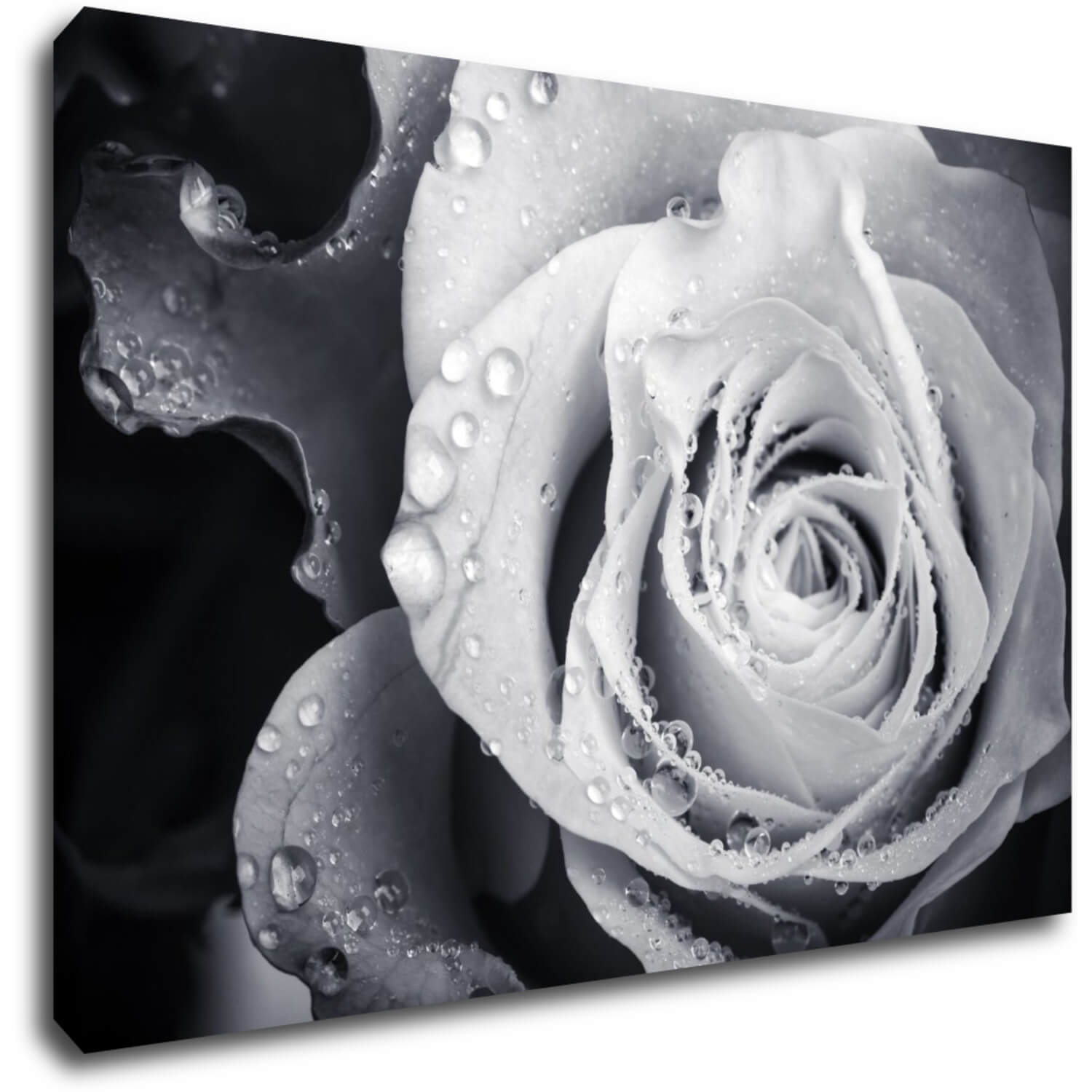Bild Black and white rose with drops of water - 90 x 60 cm