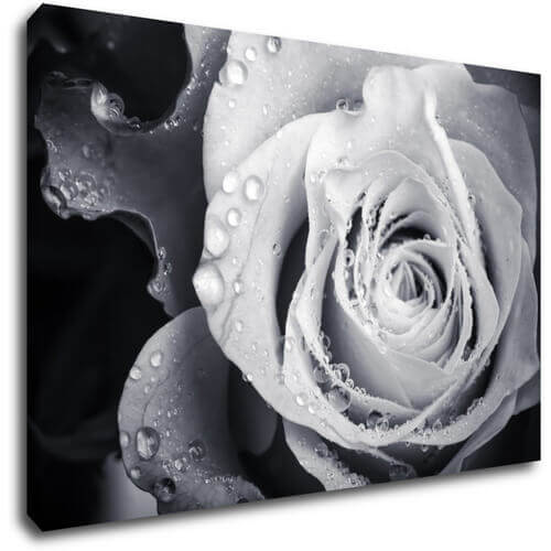 Bild Black and white rose with drops of water