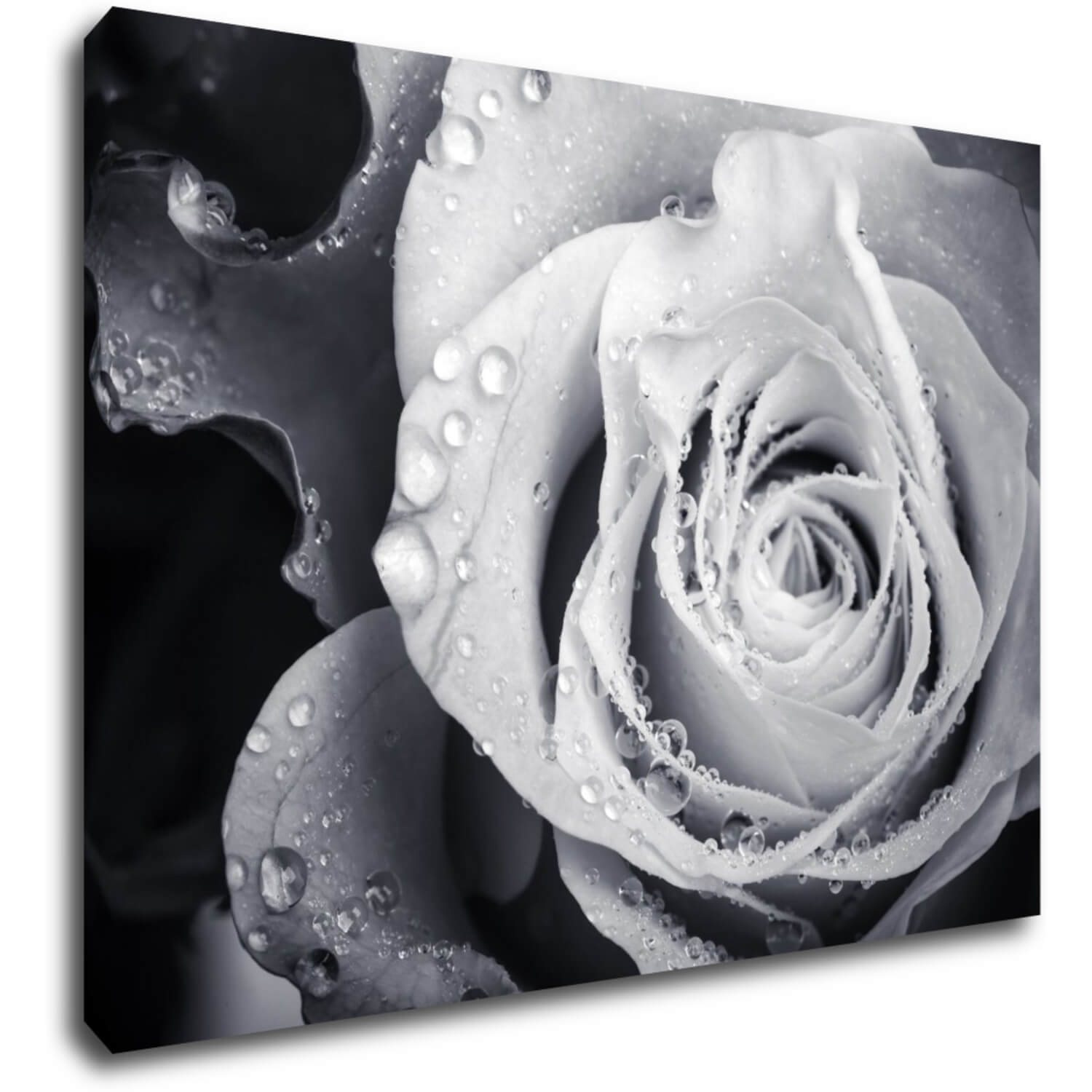 Bild Black and white rose with drops of water - 70 x 50 cm