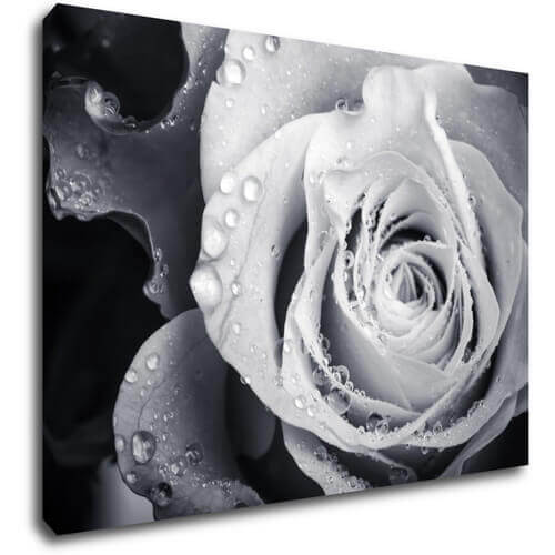 Bild Black and white rose with drops of water - 70 x 50 cm