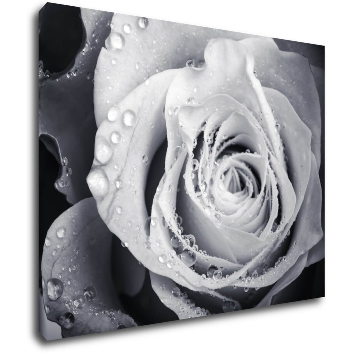 Bild Black and white rose with drops of water - 90 x 70 cm