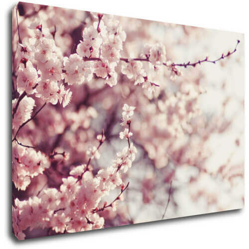 Bild Light pink blossom on the tree