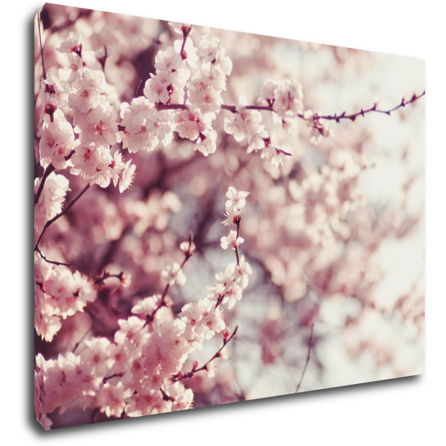Bild Light pink blossom on the tree - 70 x 50 cm