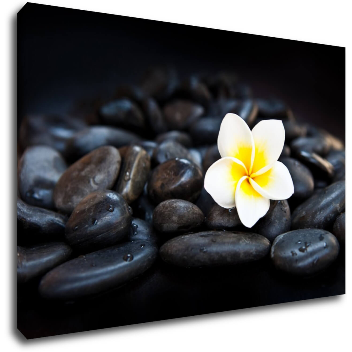 Bild White blossom on black stones - 90 x 60 cm