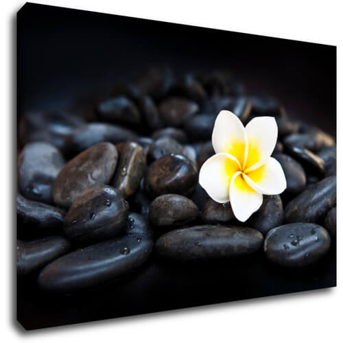 Bild White blossom on black stones