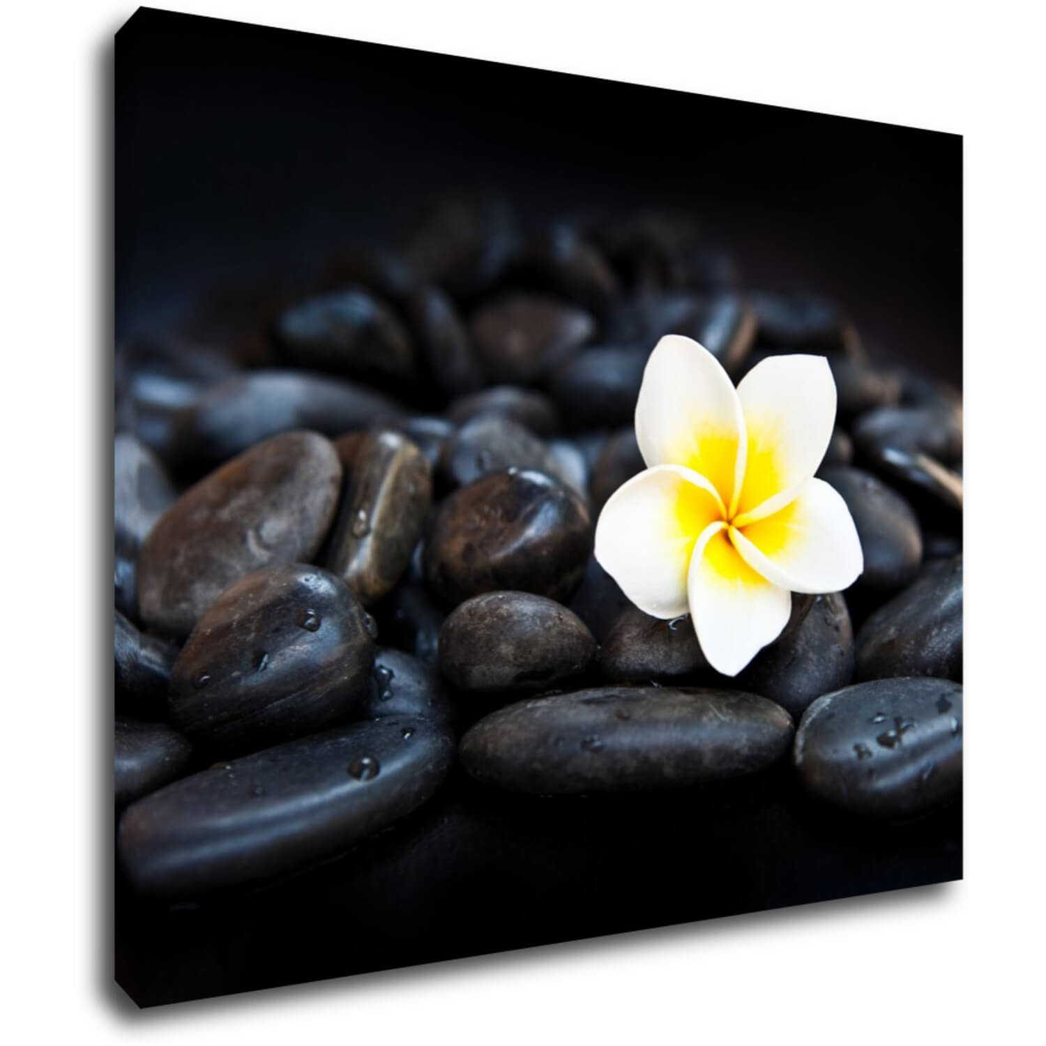 Bild White blossom on black stones - 90 x 70 cm