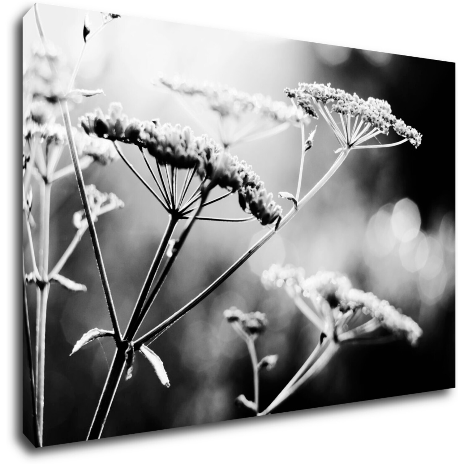 Bild Black and white meadow flower - 90 x 60 cm