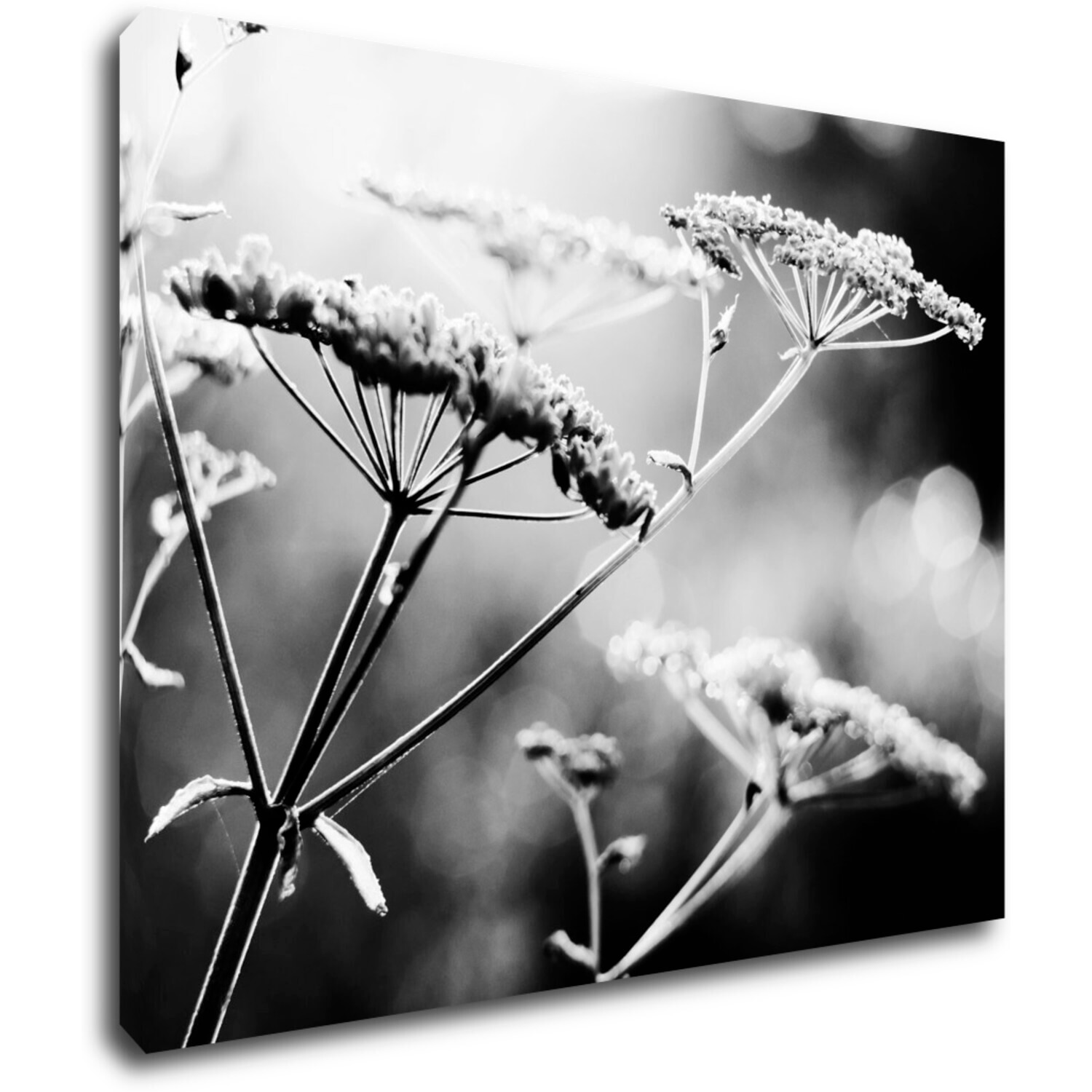 Bild Black and white meadow flower - 90 x 70 cm