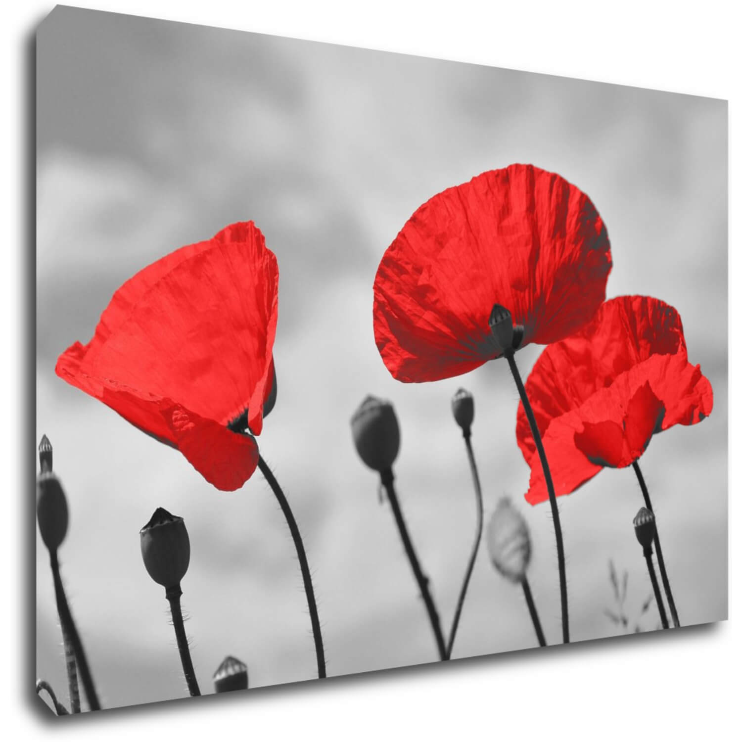 Bild Poppy - 90 x 60 cm