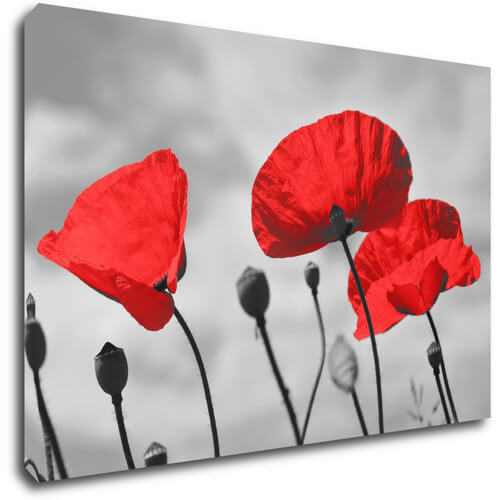 Bild Poppy