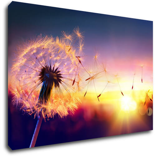 Bild Dandelion and sunset