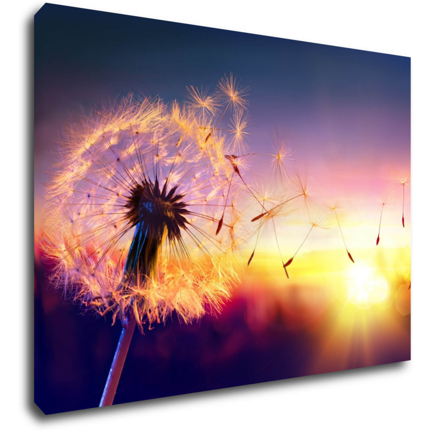 Bild Dandelion and sunset - 70 x 50 cm