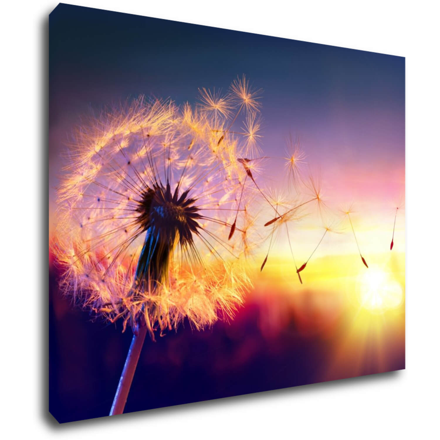 Bild Dandelion and sunset - 90 x 70 cm