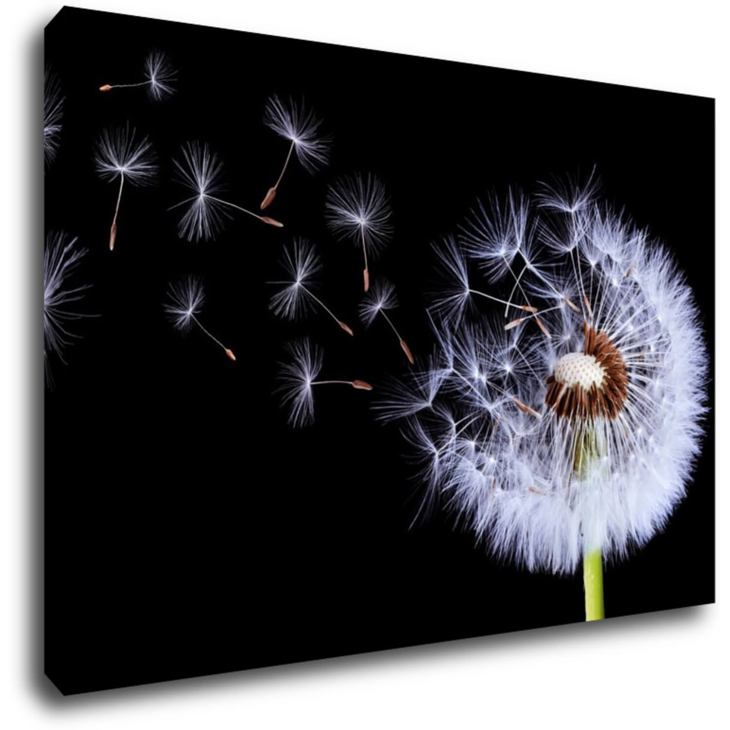 Bild Dandelion black and green - 60 x 40 cm