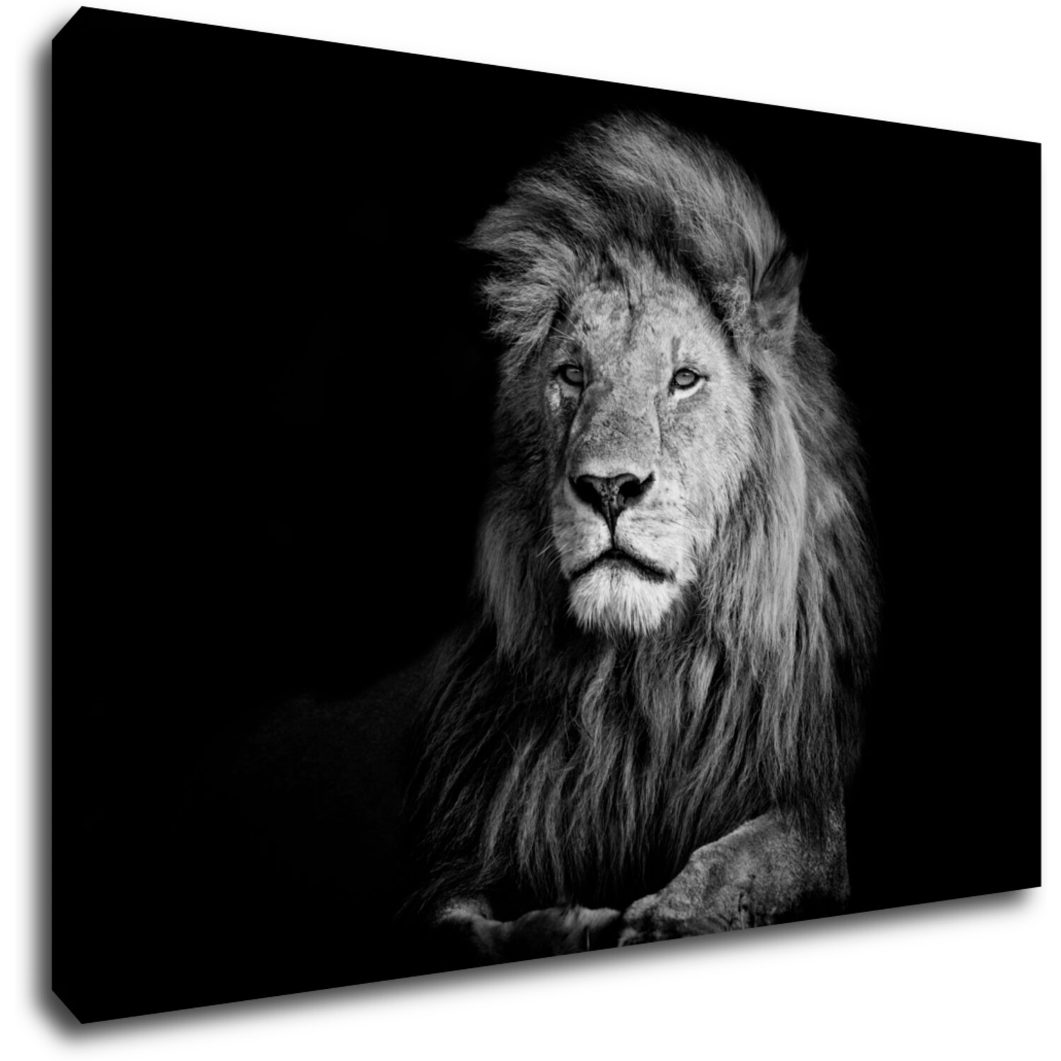 Bild Lion black and white - 90 x 60 cm