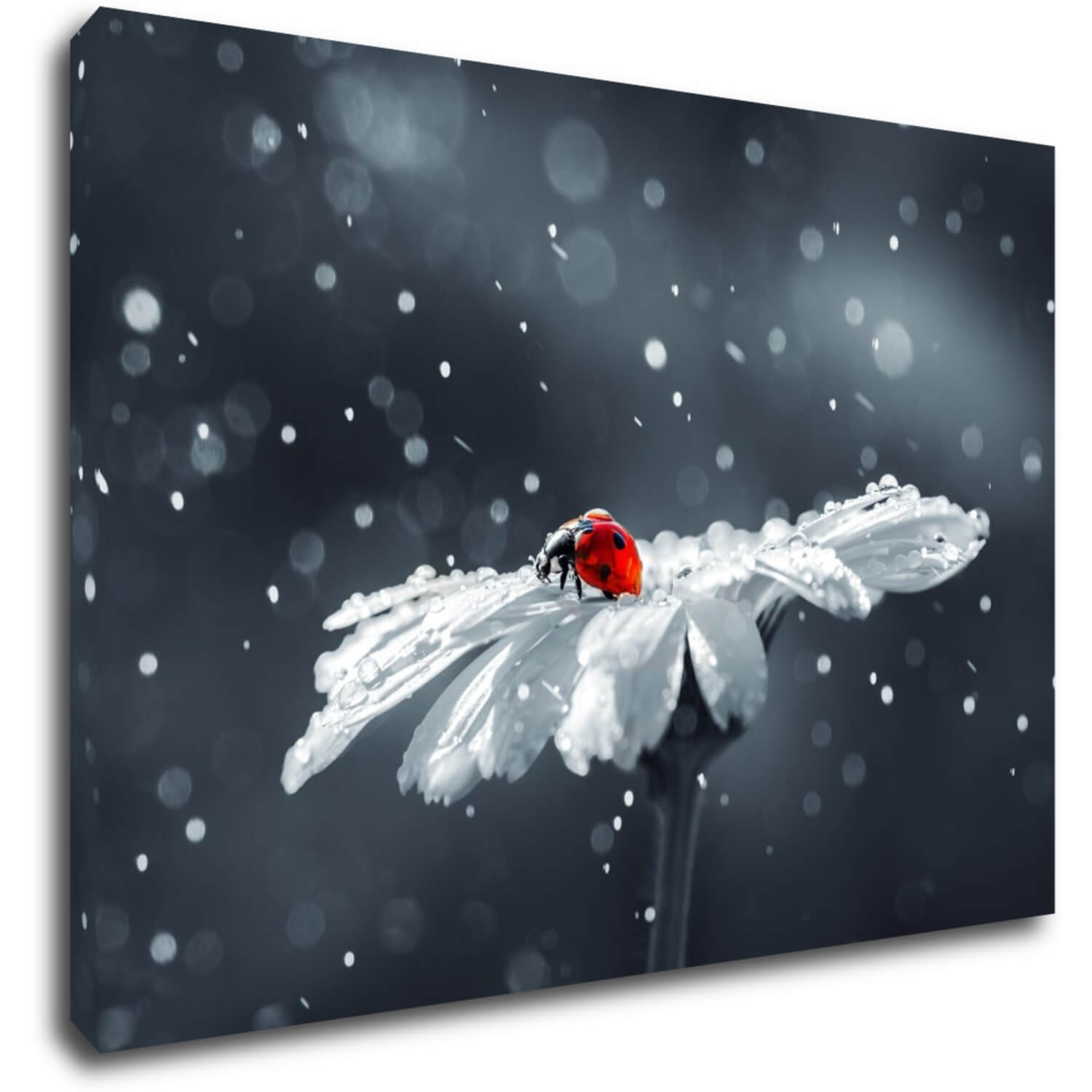 Bild Lady bug on the flower - 90 x 60 cm