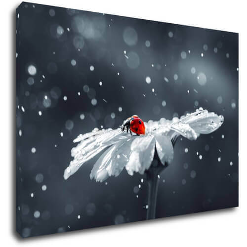 Bild Lady bug on the flower - 90 x 60 cm