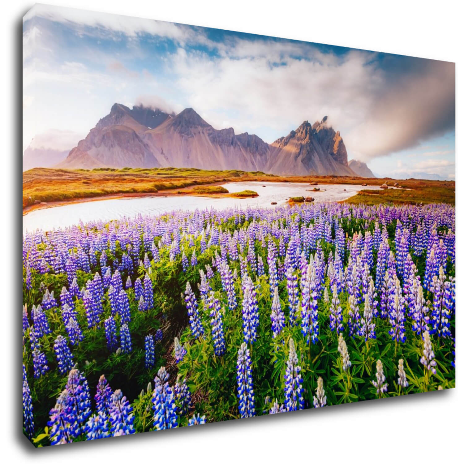 Bild Lila blossoming flowers - 90 x 60 cm