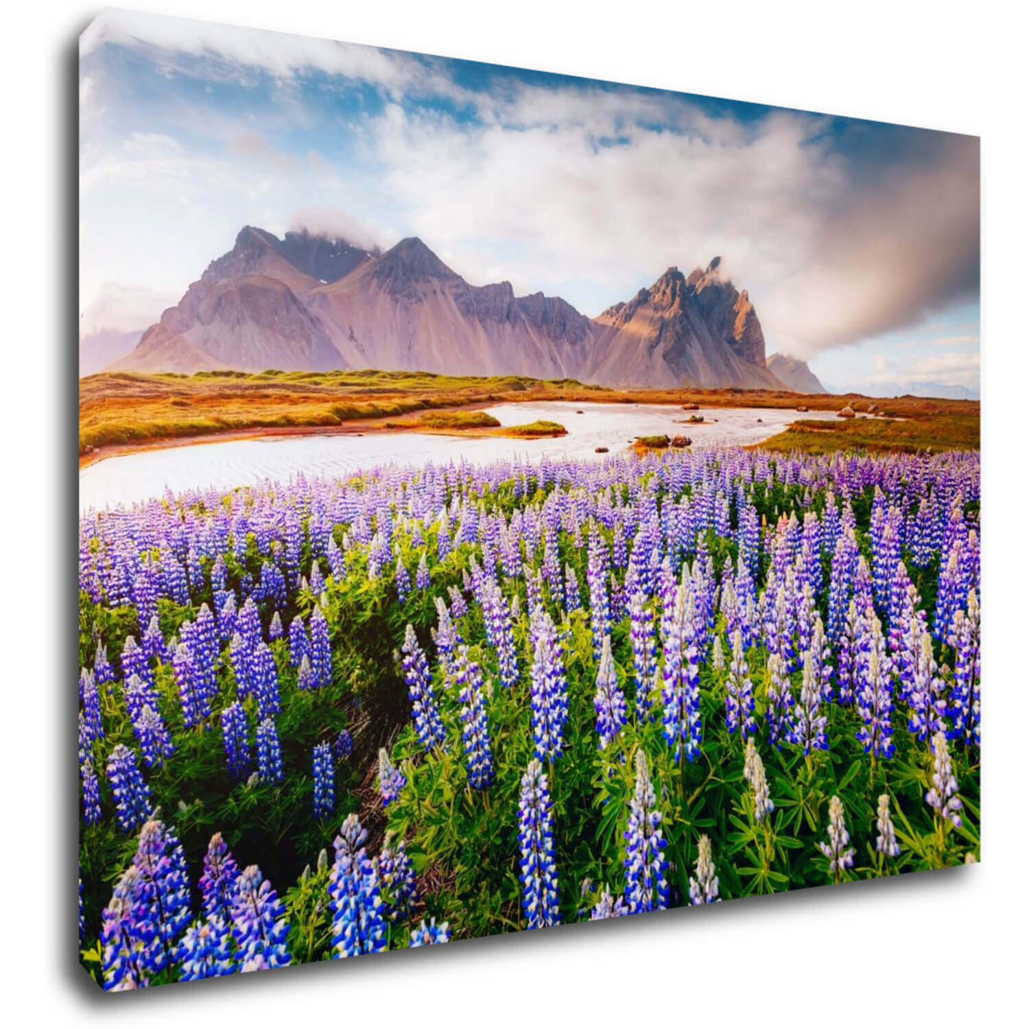 Bild Lila blossoming flowers - 70 x 50 cm