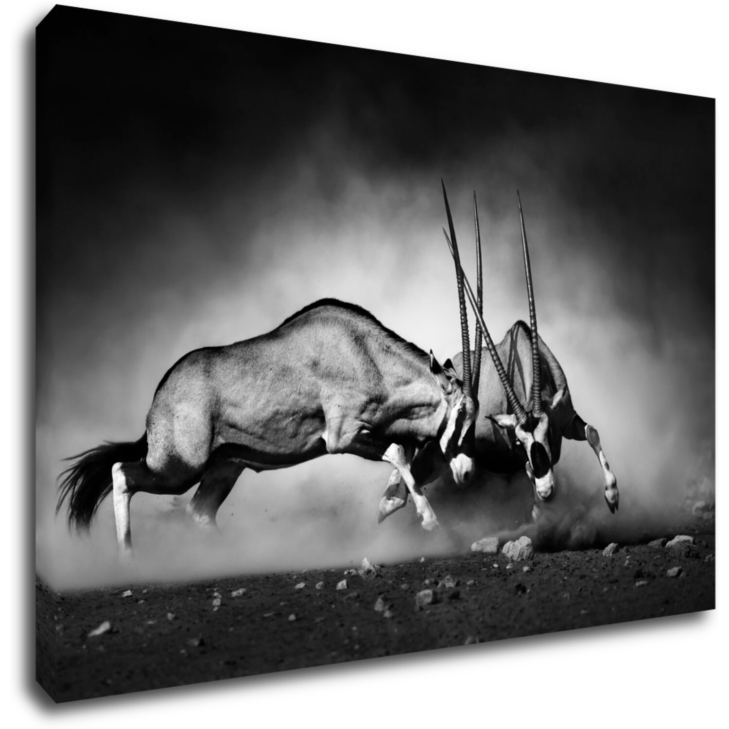 Bild Antilopes black and white - 90 x 60 cm