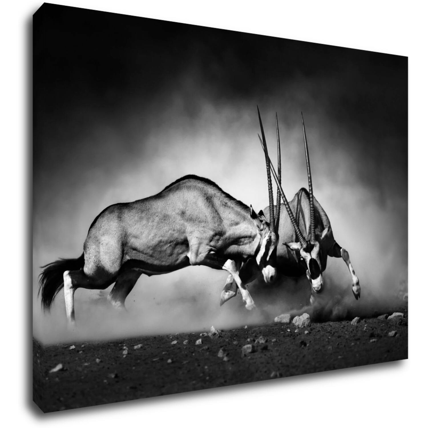 Bild Antilopes black and white - 70 x 50 cm