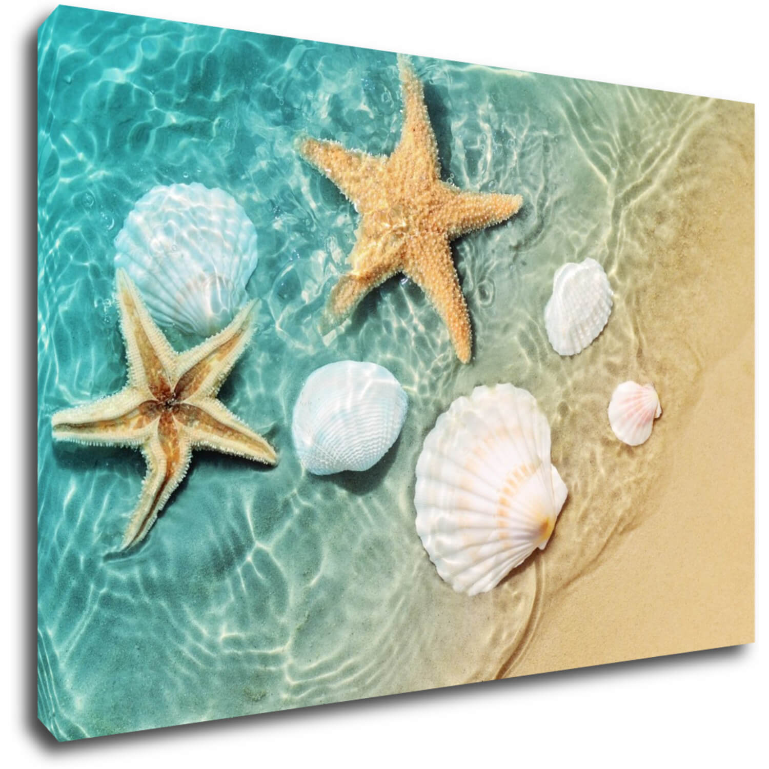 Bild Shells by the sea - 60 x 40 cm