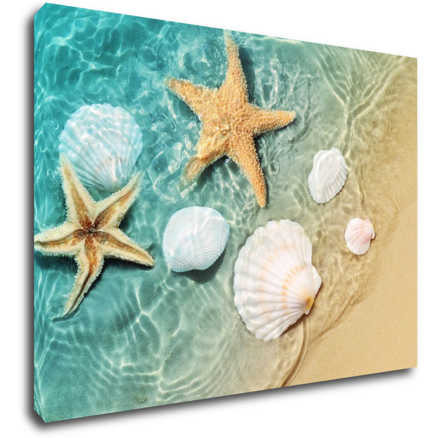 Bild Shells by the sea - 70 x 50 cm