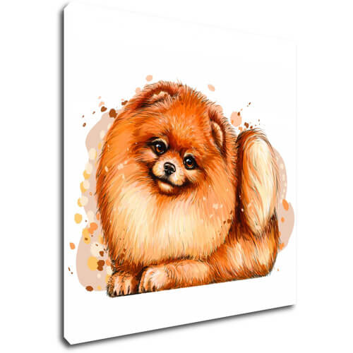 Obraz Dog Pomeranian