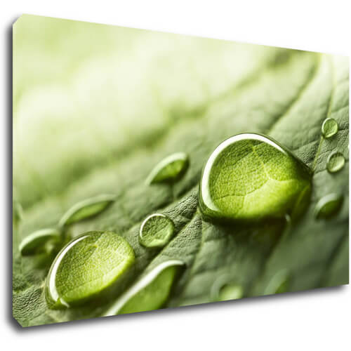Bild Drops of water on the leaf